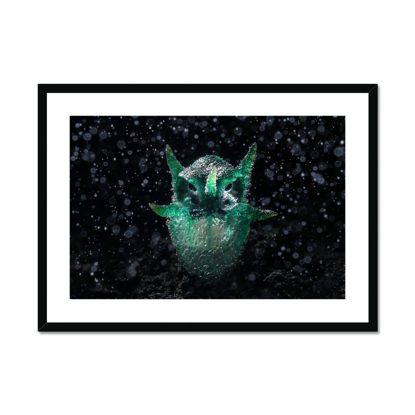 Chatree Lertsintanakorn: Like an owl