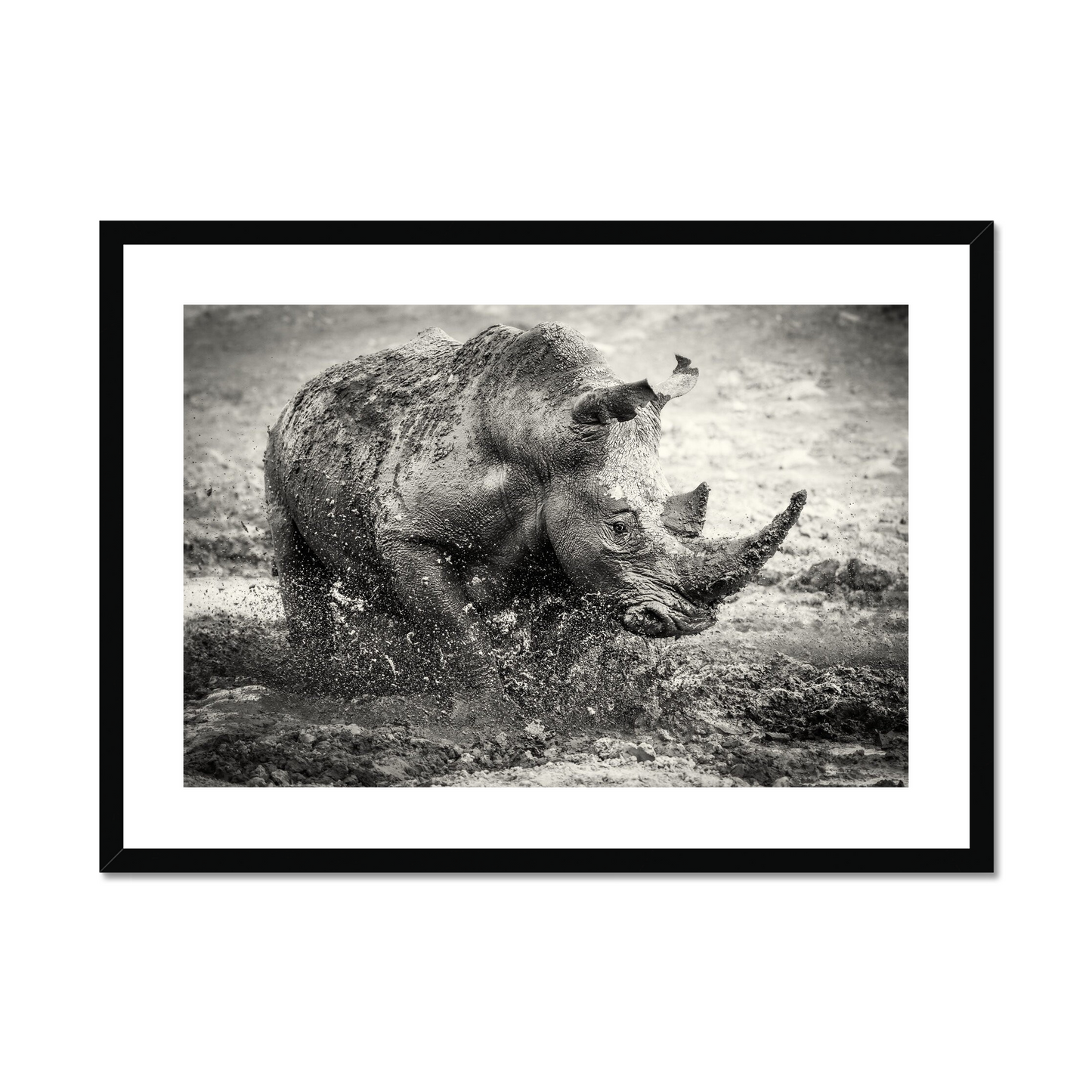 Darren Donovan: Muddy rhino