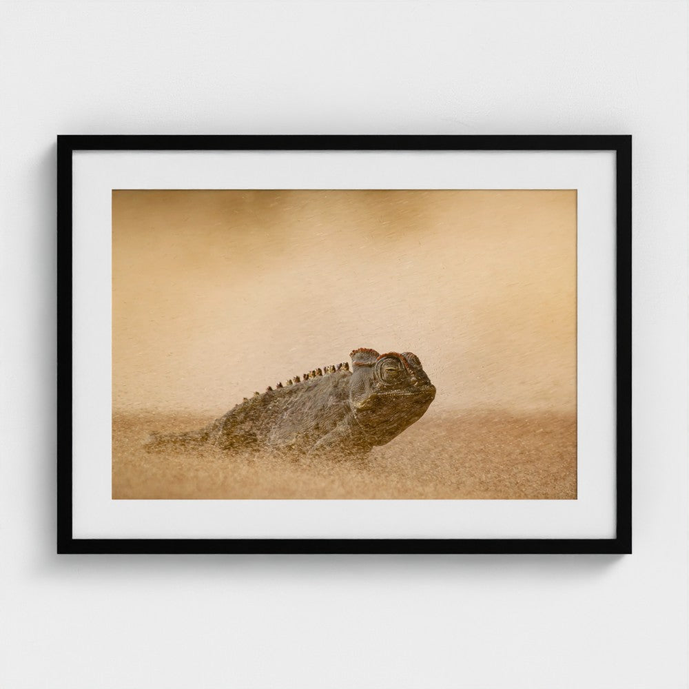 Dewald Tromp: Stoicism in a sandstorm