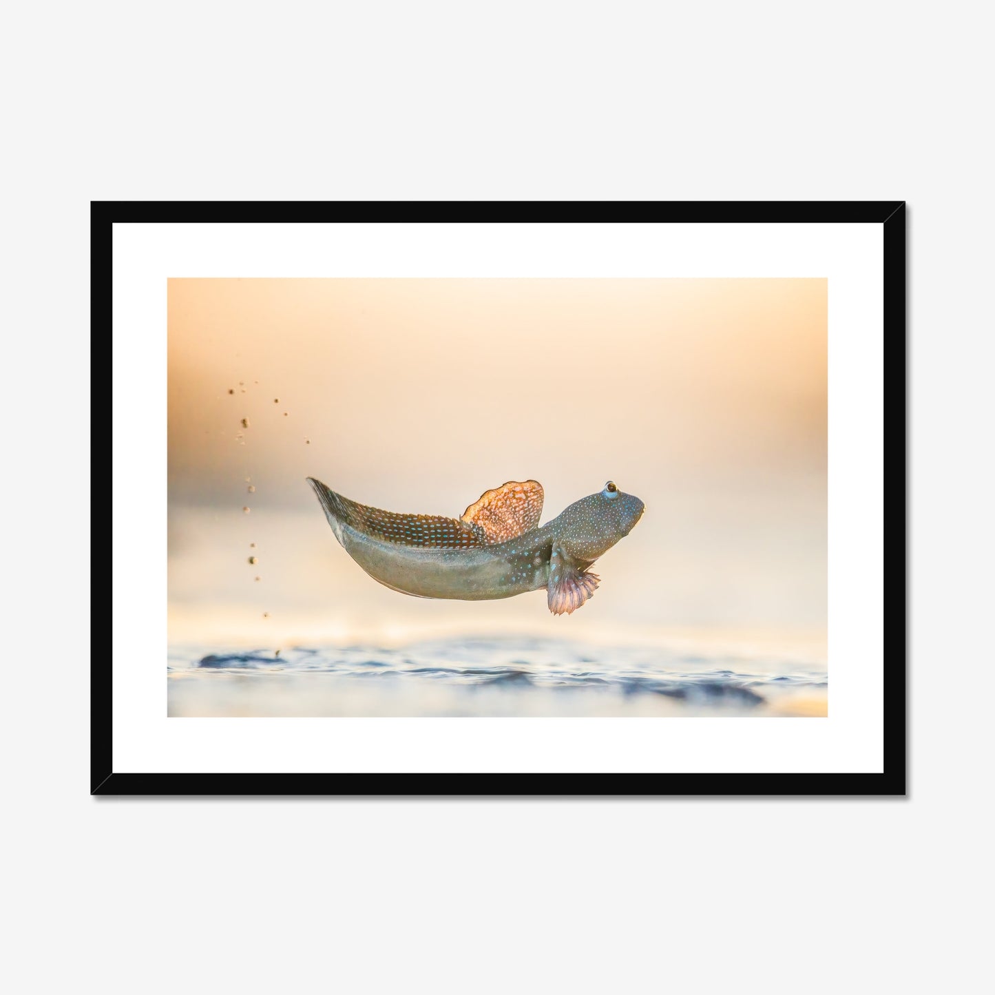 Georgina Steytler: Mudskipper