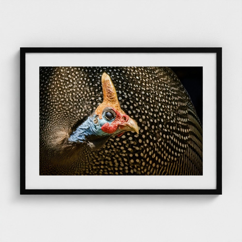 Ngar Shun Victor Wong: Guinea fowl