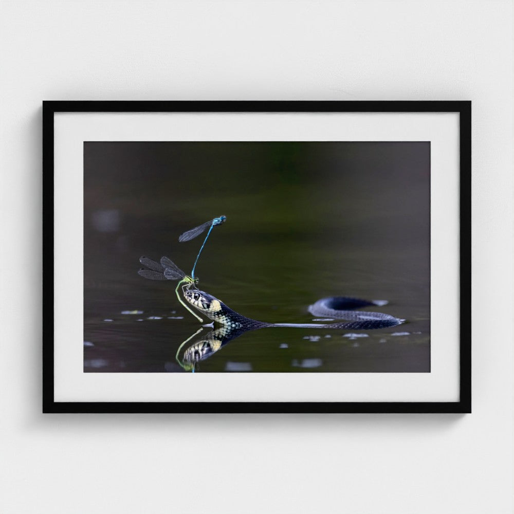 henning-olsen-a-delicate-balance-world-nature-photography-awards