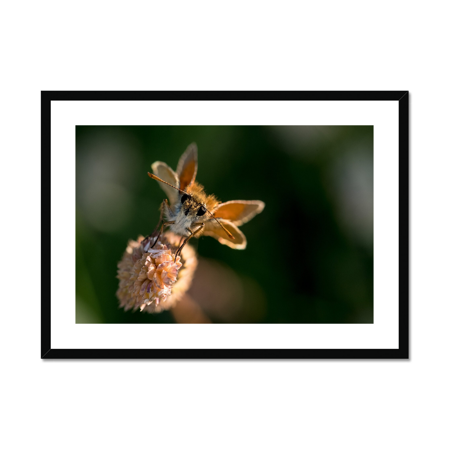 Joseph Shaffery: Miniature potrait