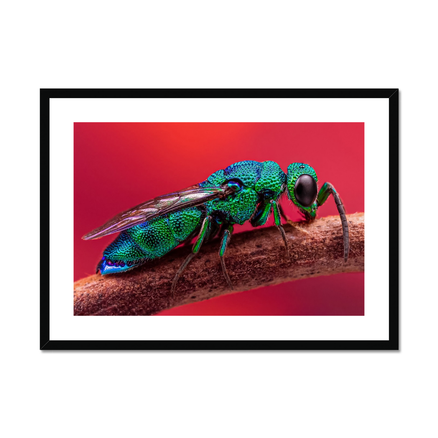 Kevin Blackwell: Cuckoo wasp