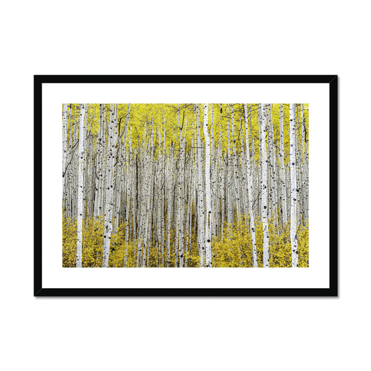 Robert J. Ross: Autumn aspens