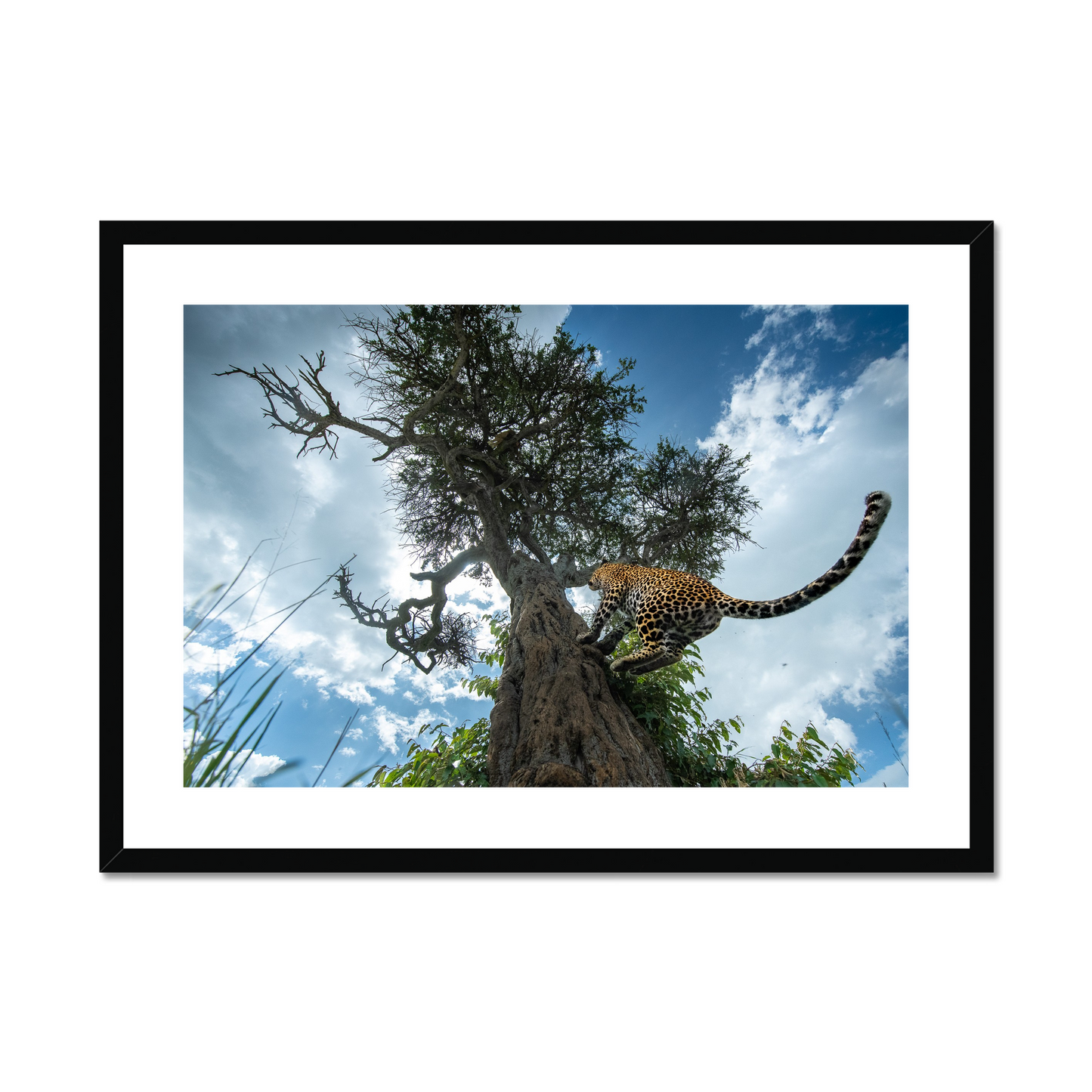 Thomas Vijayan: Catch me if you can