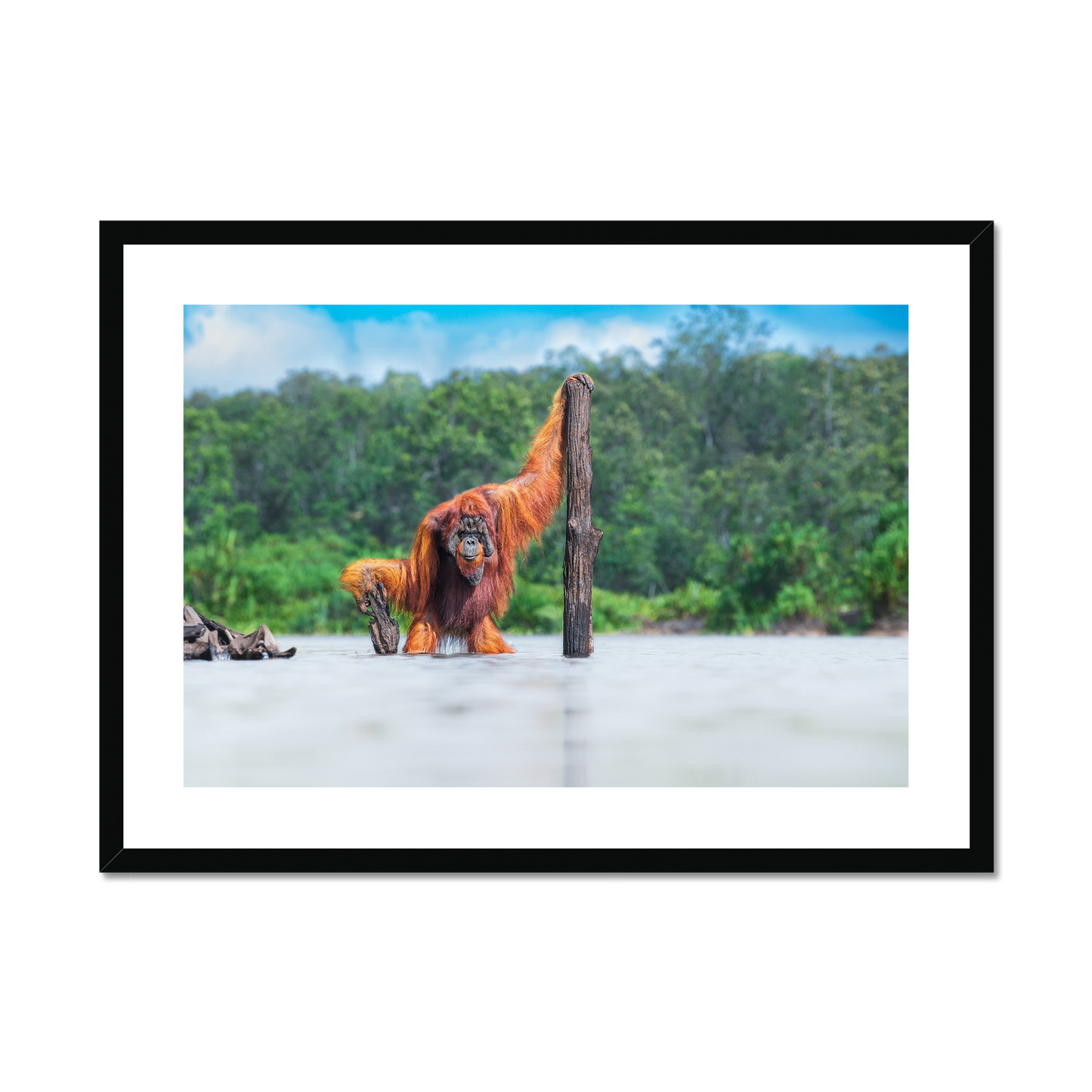 Thomas Vijayan: Bornean Orangutan