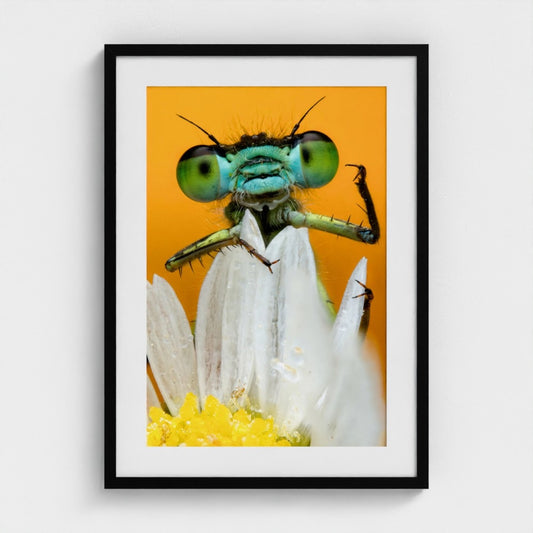 Rory J Lewis: Daisy, daisy