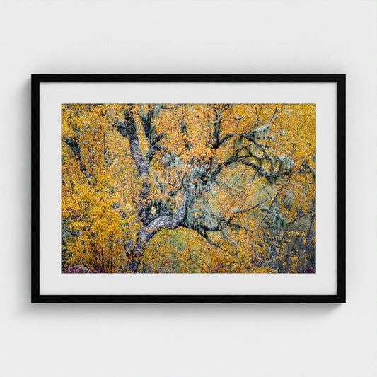 Duncan Wood: Elder in flame