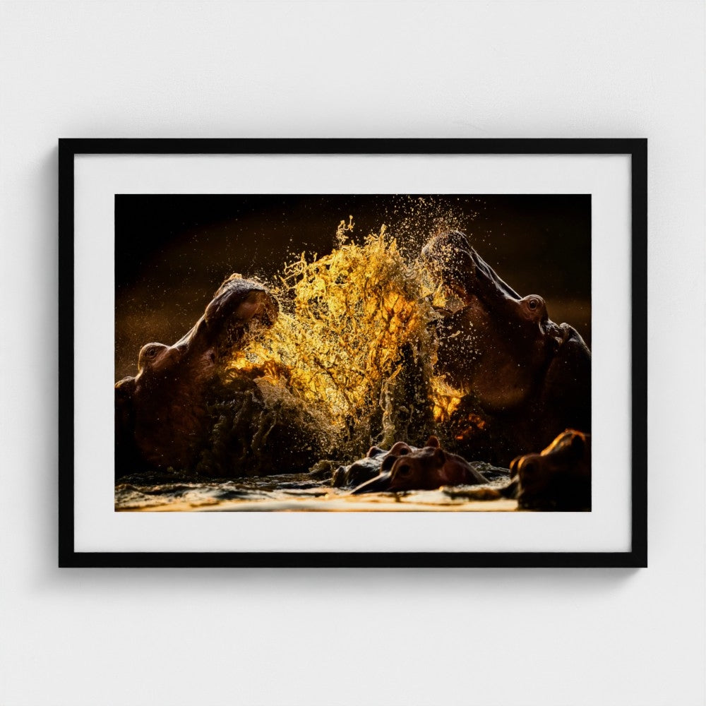 Jonathan Hodgetts: Hippos fight in golden light