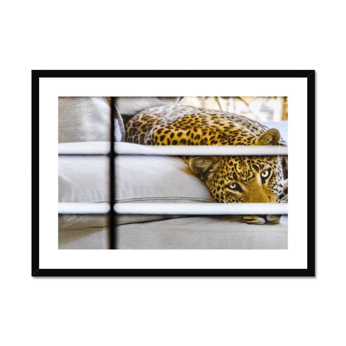 John Edwards: Leopard lounge