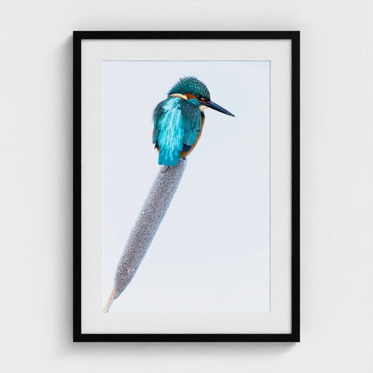 Vince Burton: Kingfisher on ice