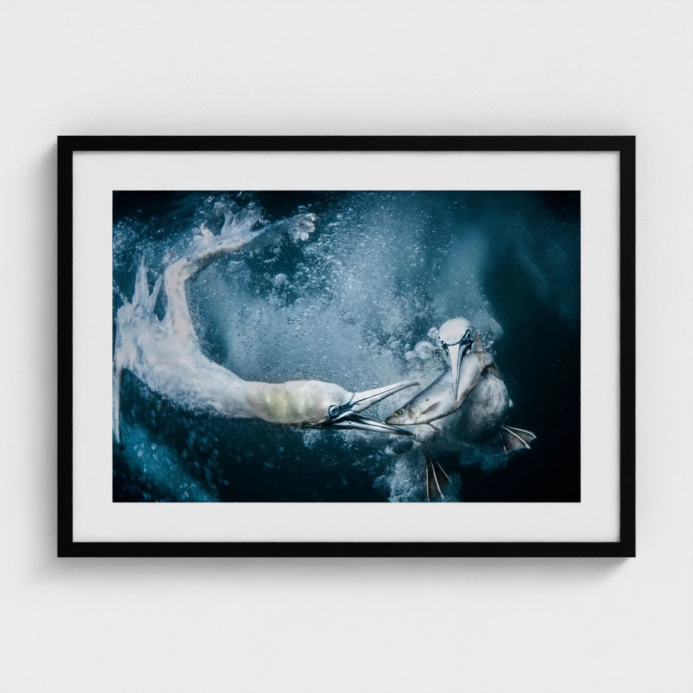 Tracey Lund: Underwater gannets