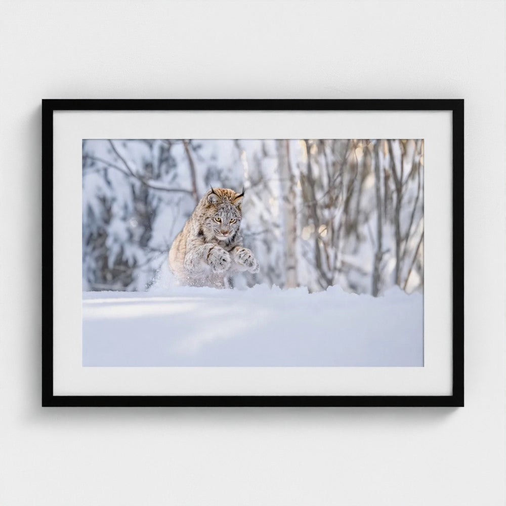 Thomas Vijayan: Lynx pounce