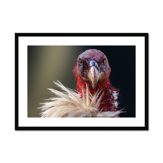 Partha Roy: Bloody fierce Himalayan vulture