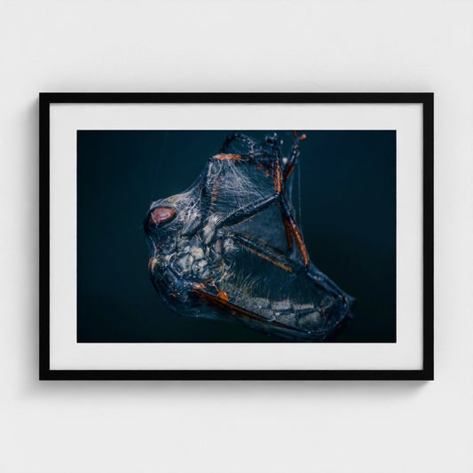 Niki Colemont: Robber fly