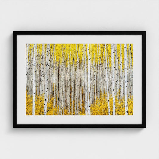 Robert J. Ross: Autumn aspens