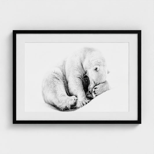 Ross Wheeler: Shy but still majestic