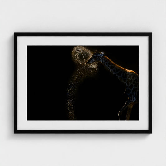 Framed artwork of giraffe against a dark background