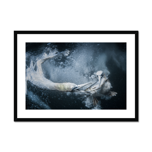 Tracey Lund: Underwater gannets